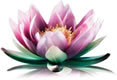 Chinese Lotus - Symbol of wisdom and purity